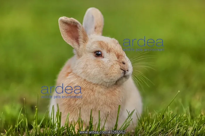 : rabbit - red rabbit sitting on a meadow looking : rabbit - red rabbit sitting on a meadow looking