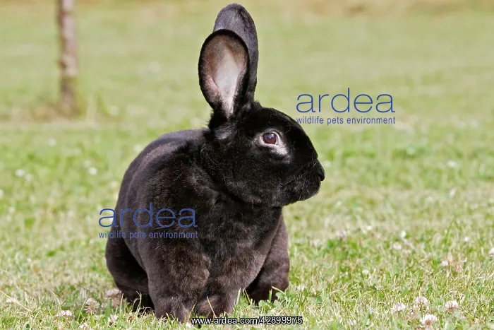 : Rabbit - Rex - black : Rabbit - Rex - black