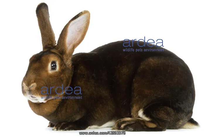  : Rabbit - Rex Castor