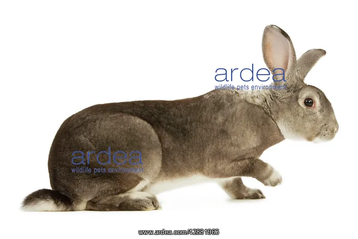 : Rabbit - Rex Chinchilla : Rabbit - Rex Chinchilla