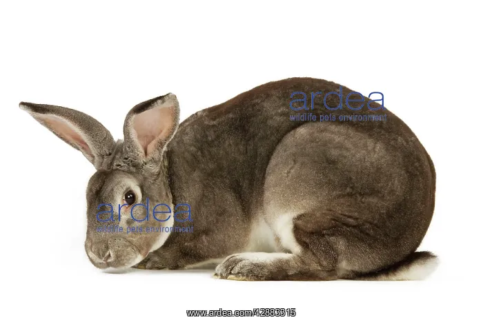  : Rabbit - Rex Chinchilla