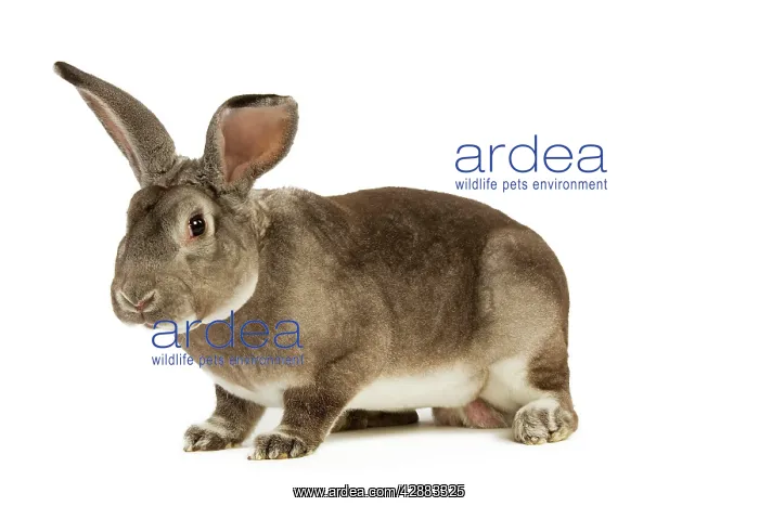  : Rabbit - Rex Chinchilla