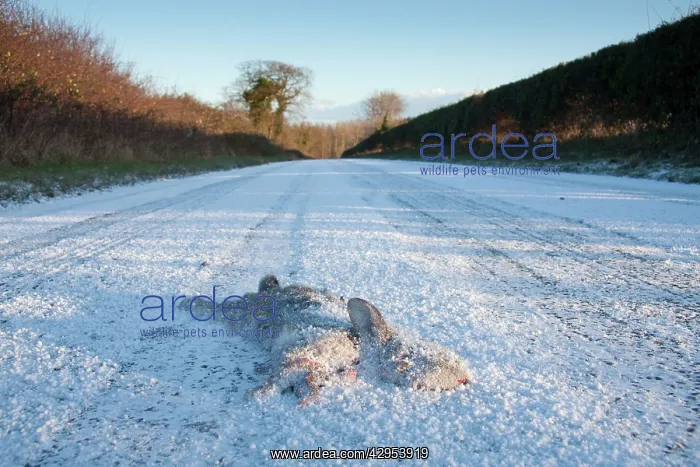 : Rabbit Roadkill - Dead rabbit on snow covered road : Rabbit Roadkill - Dead rabbit on snow covered road