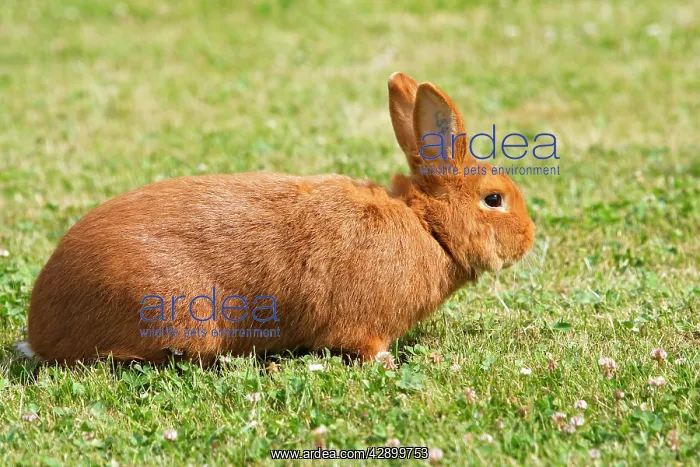 : Rabbit - Sachsengold. Originated in Germany : Rabbit - Sachsengold. Originated in Germany
