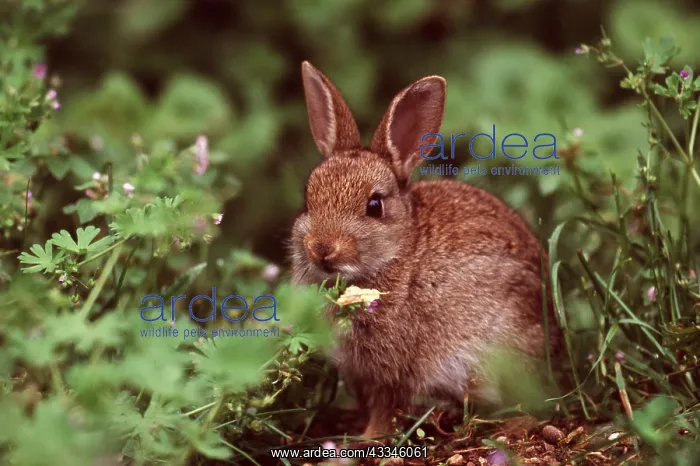 : RABBIT - sits among plants : RABBIT - sits among plants