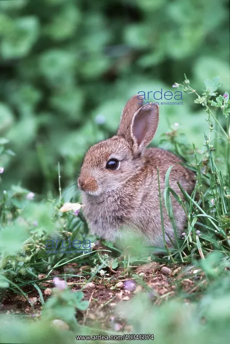 : RABBIT - sits among plants : RABBIT - sits among plants