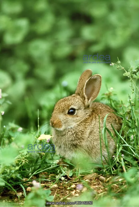 : RABBIT - sits among plants : RABBIT - sits among plants