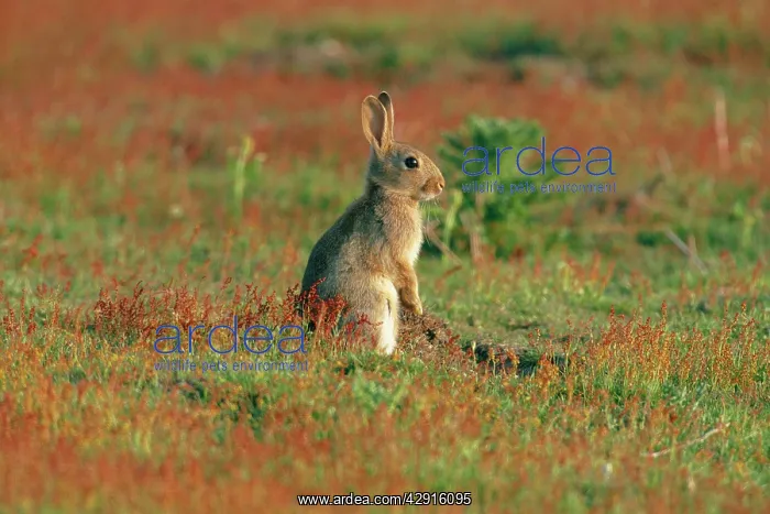: RABBIT - SITTING UP : RABBIT - SITTING UP
