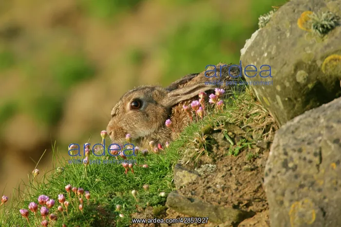 : Rabbit - sitting amidst Sea pink Thrift : Rabbit - sitting amidst Sea pink Thrift