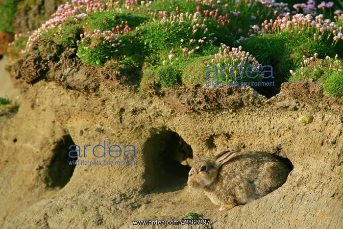 : Rabbit - sitting in front of burrow : Rabbit - sitting in front of burrow