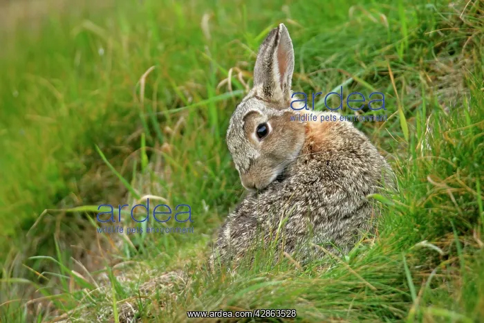 : Rabbit - sitting in front of burrow cleaning it's fur : Rabbit - sitting in front of burrow cleaning it's fur