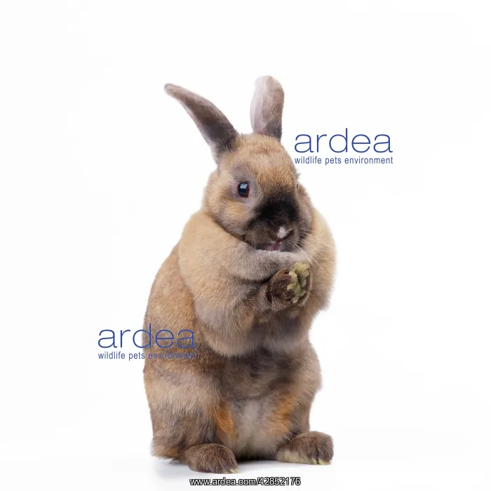  : Rabbit - sitting up on hind legs
