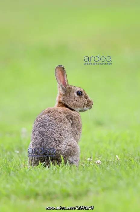 : Rabbit - sitting on lawn : Rabbit - sitting on lawn