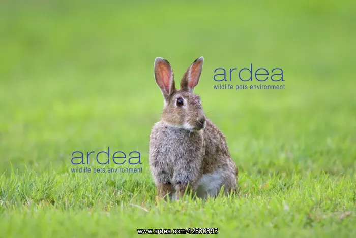 : Rabbit - sitting on lawn : Rabbit - sitting on lawn