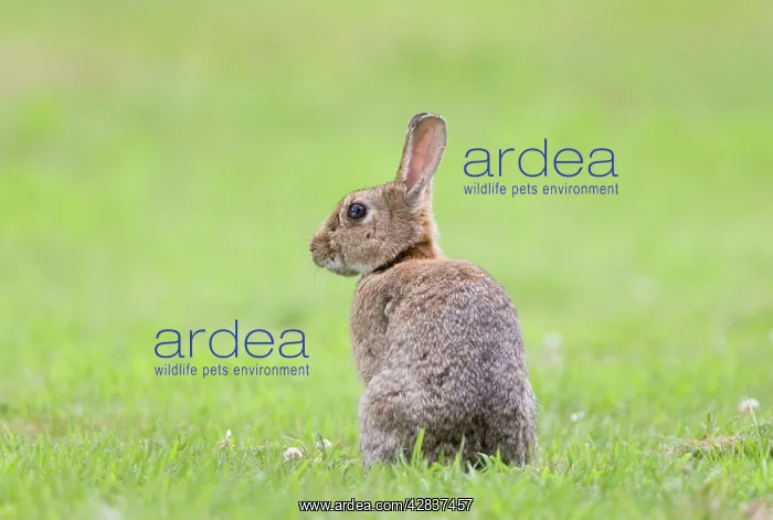 : Rabbit - sitting on lawn : Rabbit - sitting on lawn