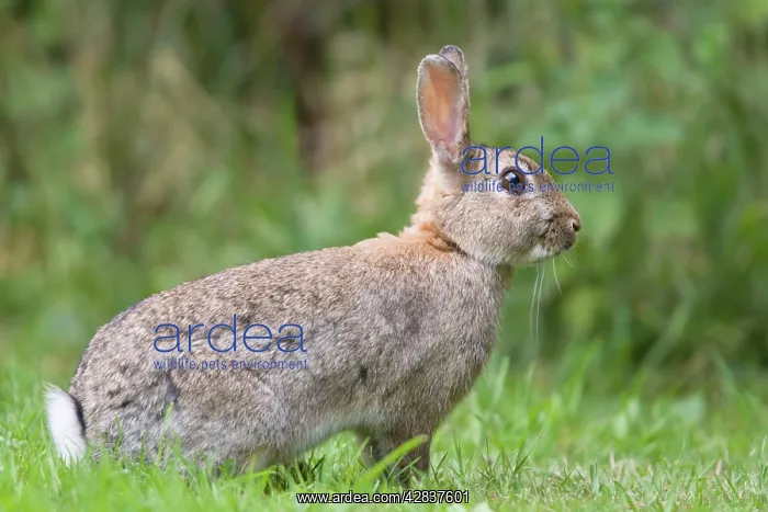 : Rabbit - sitting on lawn : Rabbit - sitting on lawn