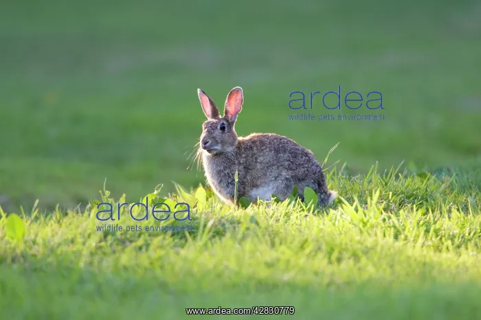  : Rabbit - sitting on lawn in shaft of sunlight