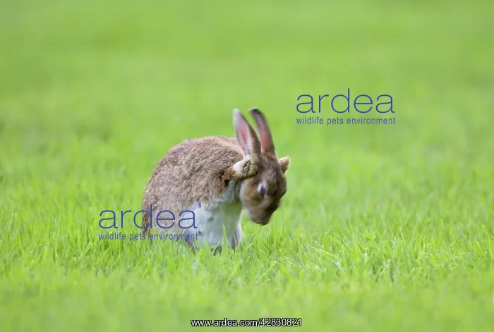 : Rabbit - sitting on lawn and washing face : Rabbit - sitting on lawn and washing face