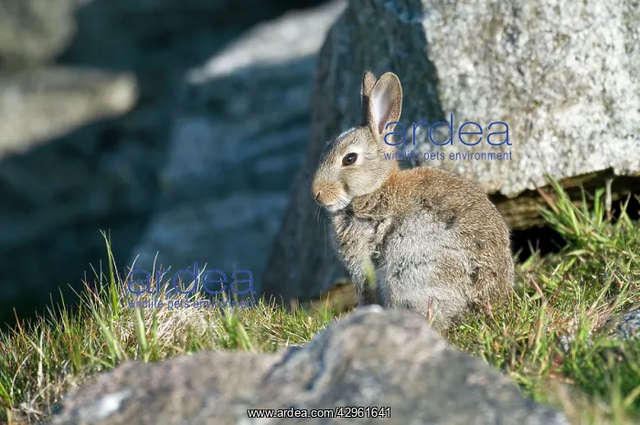 : Rabbit - sitting among rocks : Rabbit - sitting among rocks