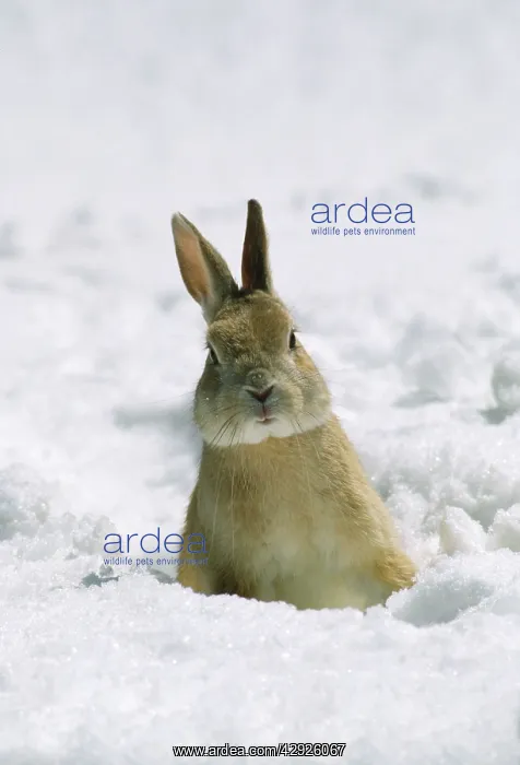  : Rabbit - in snow