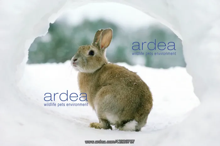  : RABBIT - in snow