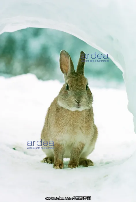 : RABBIT IN SNOW : RABBIT IN SNOW