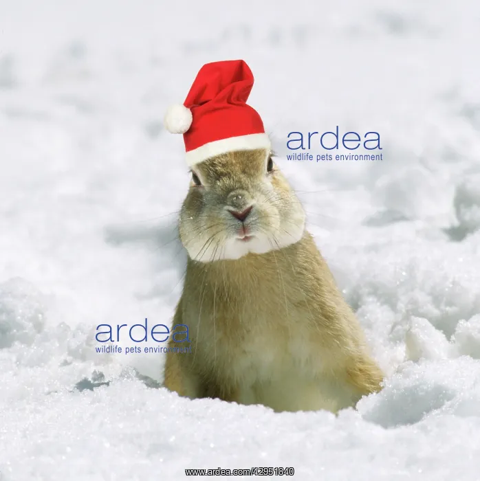: Rabbit - in snow wearing Christmas hat : Rabbit - in snow wearing Christmas hat
