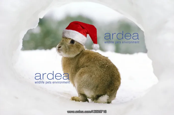 : Rabbit - in snow wearing Christmas hat : Rabbit - in snow wearing Christmas hat
