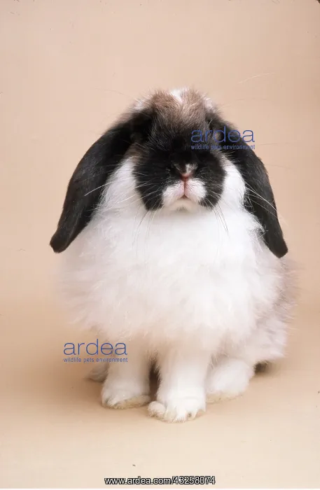 : Rabbit - Sooty Fawn Butterfly Cashmere Lop : Rabbit - Sooty Fawn Butterfly Cashmere Lop