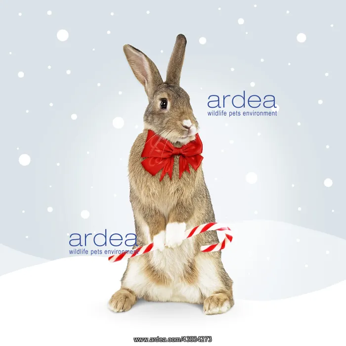 : Rabbit, standing up holding Christmas candy cane : Rabbit, standing up holding Christmas candy cane