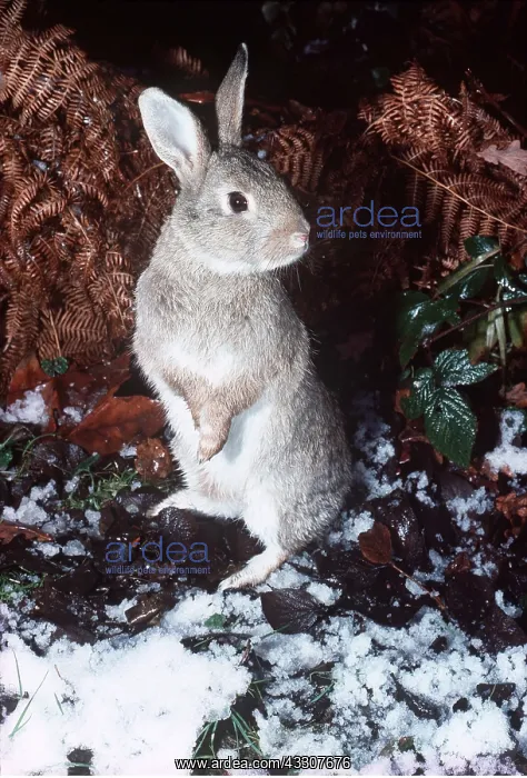 : RABBIT - standing in snow : RABBIT - standing in snow