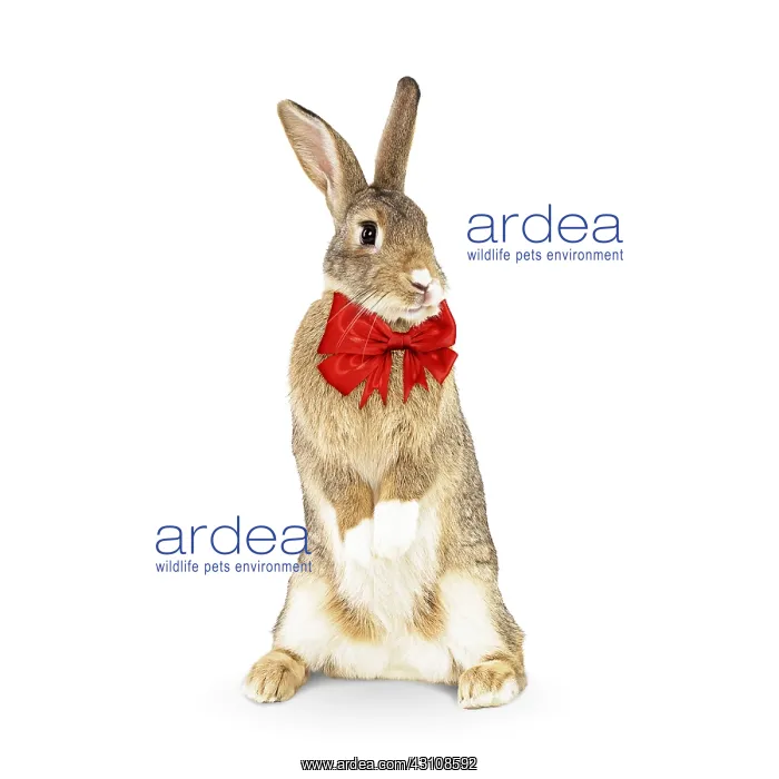  : Rabbit, standing up wearing red bow tie, Easter