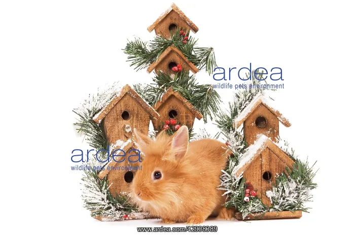 : Rabbit - in studio in front of christmas birdboxes : Rabbit - in studio in front of christmas birdboxes