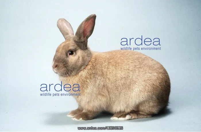 : RABBIT - Sussex gold : RABBIT - Sussex gold