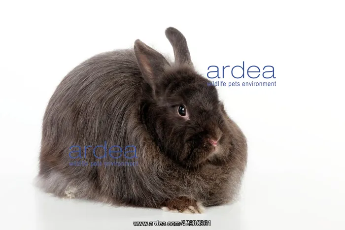 : RABBIT - Swiss fox : RABBIT - Swiss fox