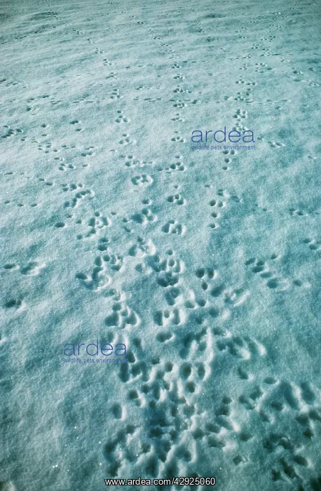  : RABBIT - tracks in snow