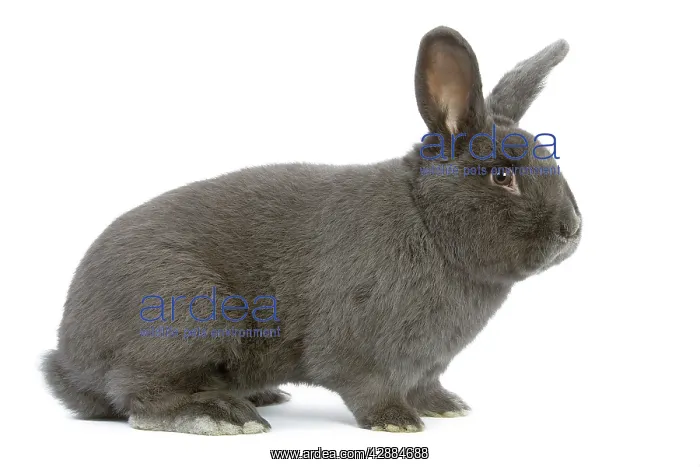 : Rabbit - Vienna Blue blue de vienne - in studio : Rabbit - Vienna Blue blue de vienne - in studio