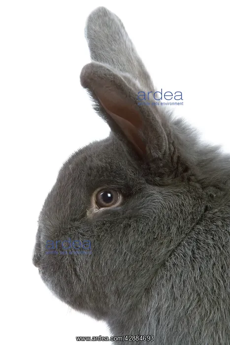 : Rabbit - Vienna Blue blue de vienne - in studio : Rabbit - Vienna Blue blue de vienne - in studio