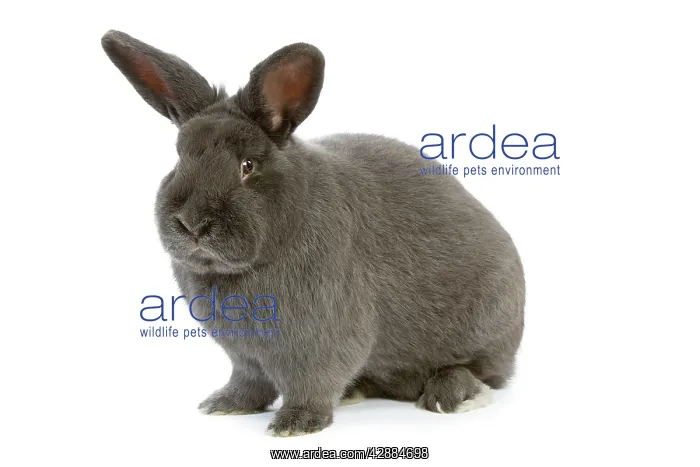: Rabbit - Vienna Blue blue de vienne - in studio : Rabbit - Vienna Blue blue de vienne - in studio