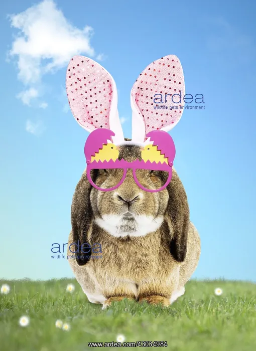 : Rabbit wearing Bunny ears and spring glasses in spring scene : Rabbit wearing Bunny ears and spring glasses in spring scene