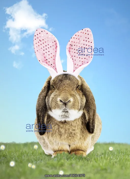  : Rabbit wearing Bunny ears in spring scene
