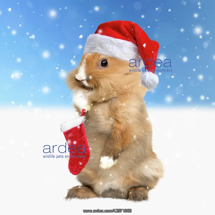 : Rabbit wearing Christmas hat in winter snow scene : Rabbit wearing Christmas hat in winter snow scene