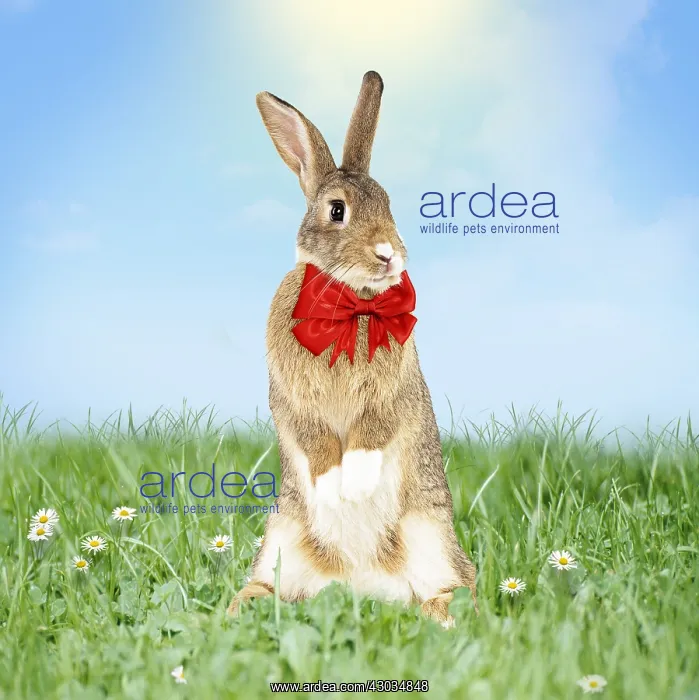 : Rabbit wearing red bow tie in spring scene with : Rabbit wearing red bow tie in spring scene with