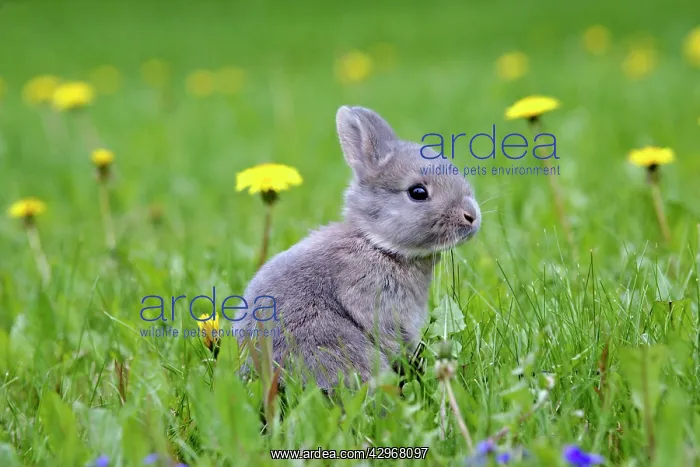 : Rabbit - few weeks old sitting in meadow of dandelions : Rabbit - few weeks old sitting in meadow of dandelions
