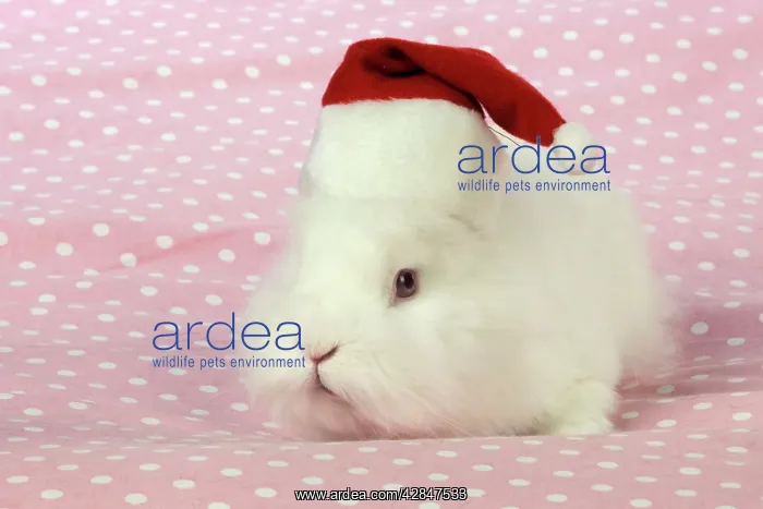 : RABBIT. White rabbit wearing christmas hat : RABBIT. White rabbit wearing christmas hat