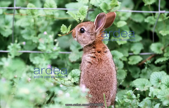 : RABBIT - by wire fence : RABBIT - by wire fence