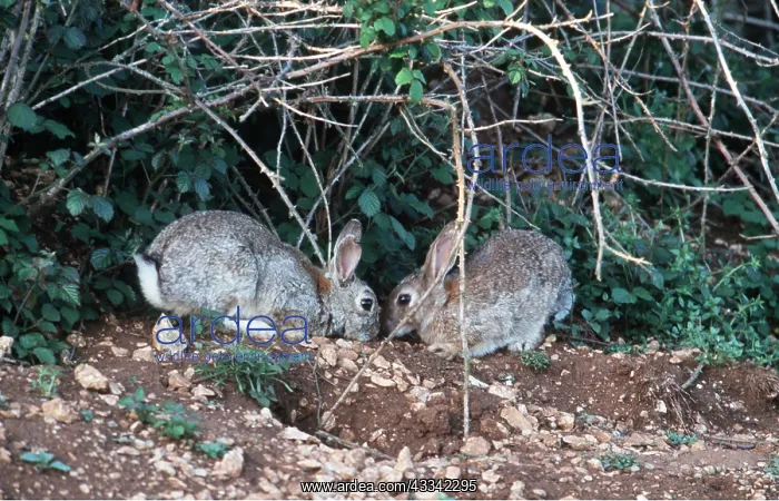 : RABBIT -x two at burrow entrance : RABBIT -x two at burrow entrance