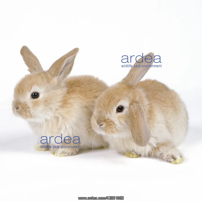  : Rabbit - x2 three weeks old