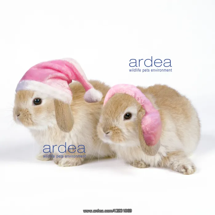 : Rabbit - x2 three weeks old, wearing pink Christmas : Rabbit - x2 three weeks old, wearing pink Christmas