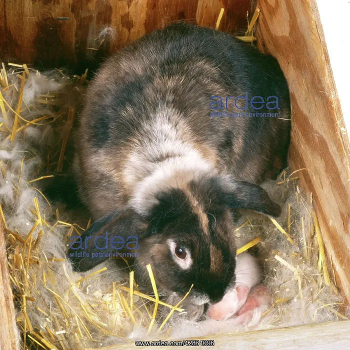  : RABBIT - with young, 3 days old